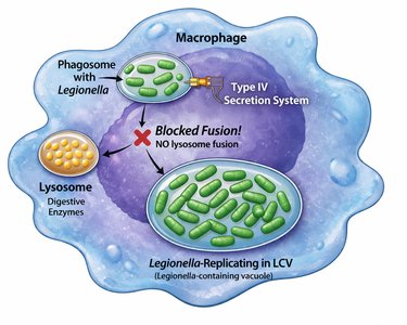 Diagram of Legionella replicating inside macrophage