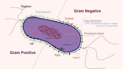 Diagram comparing Gram-negative and Gram-positive cell walls