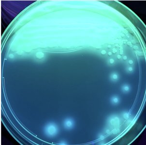 Pyoverdine pigment glowing under UV light