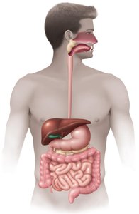 Diagram of the human digestive system