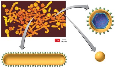 Hepatitis B virus (HBV) structure and particles
