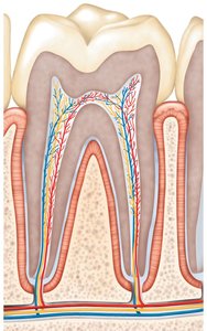Structure of a healthy human tooth