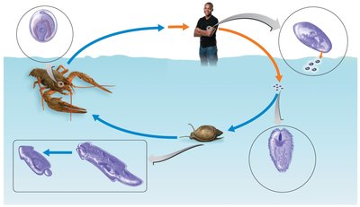 Life cycle of the lung fluke, Paragonimus spp.
