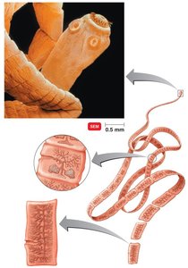 General anatomy of an adult tapeworm