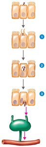 Salmonella invasion and pathogenesis in the intestinal tract