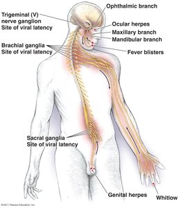Sites of events in herpesvirus infections