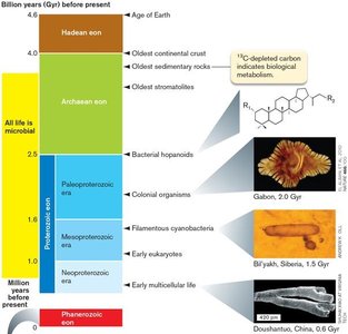 Timeline of early life and microbial dominance