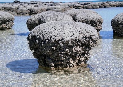 Stromatolites in shallow water