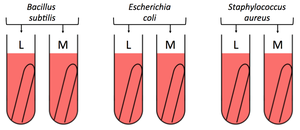 Fermentation tubes for three bacteria and two sugars