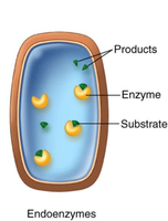 Diagram of endoenzyme activity