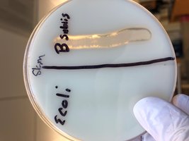 Protein hydrolysis test result: clear zone for B. subtilis