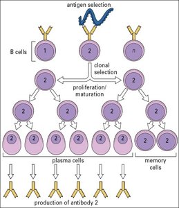 Cytotoxic T cell killing mechanisms
