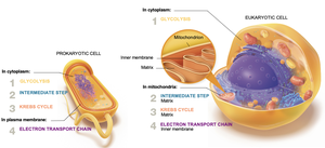 Metabolic pathway locations in prokaryotic and eukaryotic cells