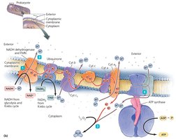 ETC in prokaryotes and eukaryotes