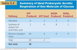Summary table of ATP yield in prokaryotic aerobic respiration