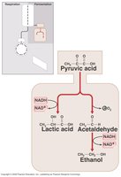 Fermentation products and organisms