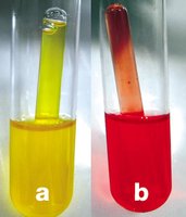 Fermentation test tubes showing acid production