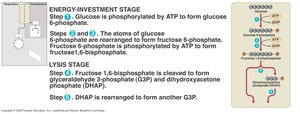 Steps of glycolysis: energy investment and lysis stages