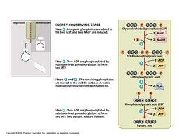 Energy-conserving stage of glycolysis