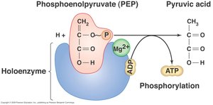 Substrate-level phosphorylation mechanism