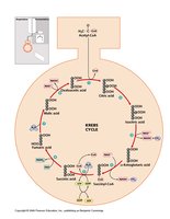 Krebs cycle reactions and intermediates