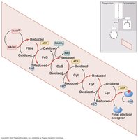 Electron transport chain sequence