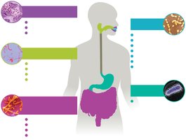 Diagram showing the distribution of microbiota in the digestive tract