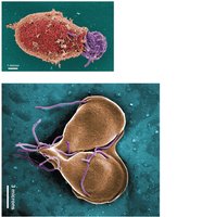 Giardia lamblia cyst and trophozoite