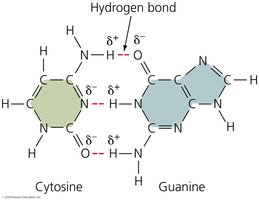 Hydrogen bonds between cytosine and guanine