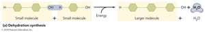 Dehydration synthesis