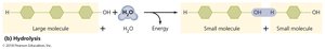 Hydrolysis