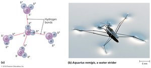 The cohesiveness of liquid water