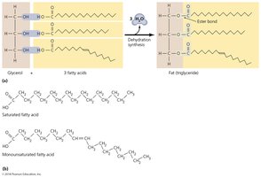 Fats (triglycerides)