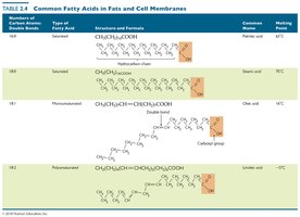 Common fatty acids in fats and cell membranes