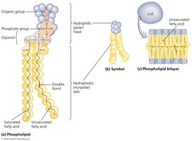 Phospholipids