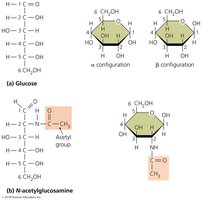 Monosaccharides (simple sugars)