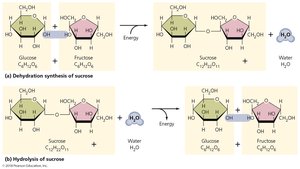 Disaccharides