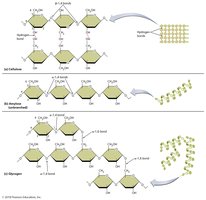 Polysaccharides