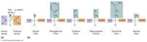 Amino acids