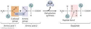 Linkage of amino acids by peptide bonds