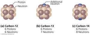 Nuclei of the three naturally occurring isotopes of carbon