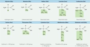 The 20 amino acids found in proteins (1 of 2)