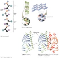Levels of protein structure
