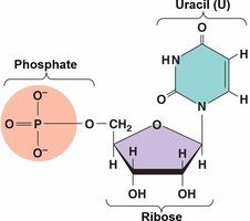 Uracil nucleotide of RNA