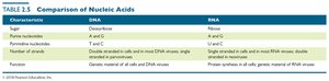 Comparison of nucleic acids