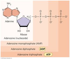 ATP structure