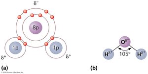 Polar covalent bonding in a water molecule