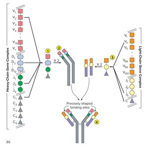Genetic recombination in antibody diversity