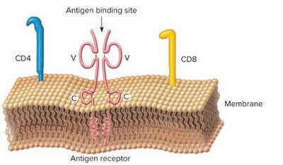 T cell receptor and CD markers