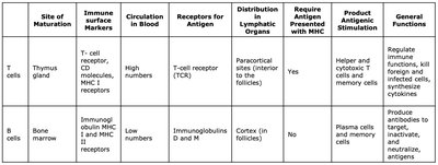 Comparison of B and T cells